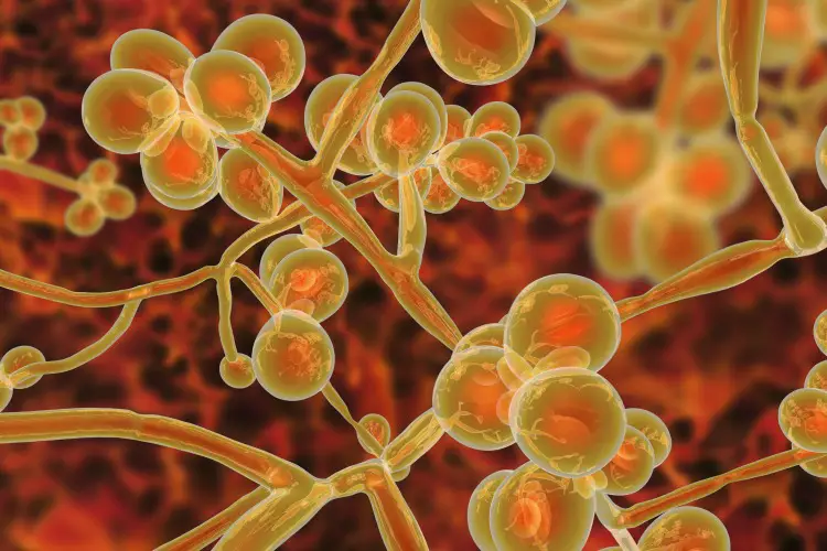 Candida Auris: The Incredibly Deadly Fungus KILLING People Globally