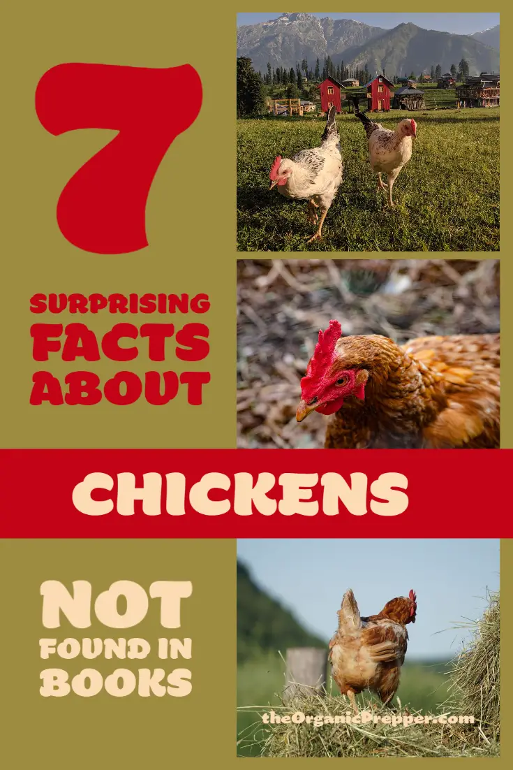 7 Surprising Facts About Chickens Not Found In Books