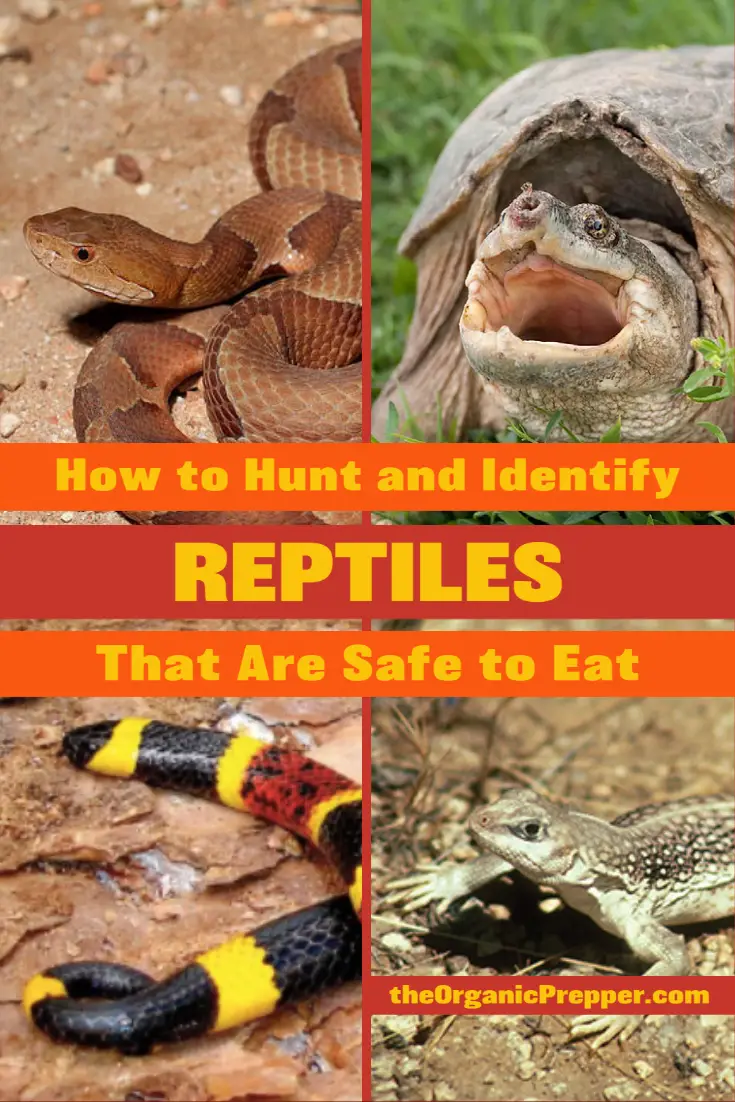 Reptiles in hunt читы