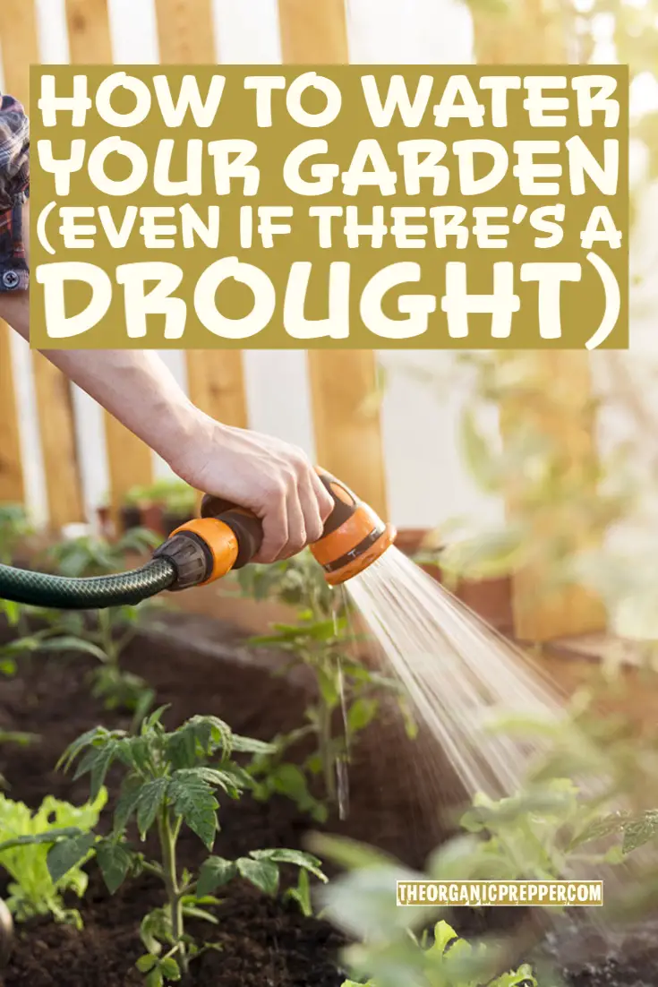 How to Water Your Garden (Even If There's a Drought)