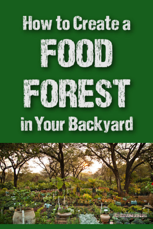 How to Create a Food Forest in Your Backyard